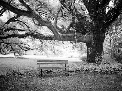 wooden bench under tall tree grayscale photo thumbnail