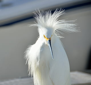 focus photo of snowy egret bird thumbnail
