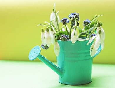 snowdrop flowers in watering can thumbnail