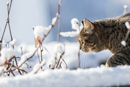 brown tabby cat on the snowy field thumbnail