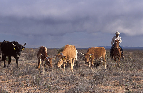 herd of cattle on grass field thumbnail