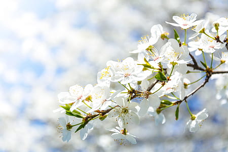 white petaled flowers on brown branch thumbnail
