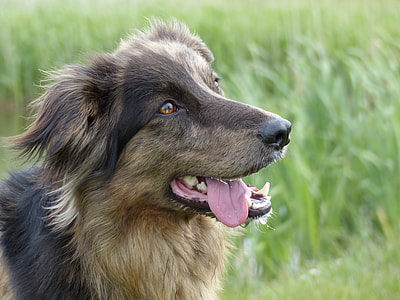selective focus photography of black and tan German shepherd thumbnail