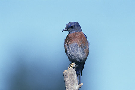 gray bird perching on tree branch thumbnail
