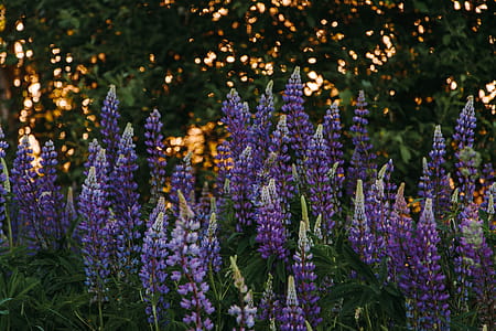 Purple Flower Field thumbnail