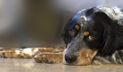 long-coated tricolor dog photography thumbnail