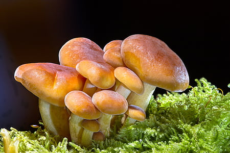 closeup photo of brown fungus thumbnail
