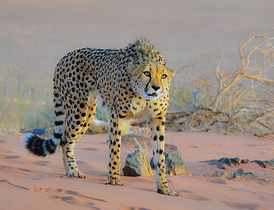 cheetah near dried leaves during dayime thumbnail