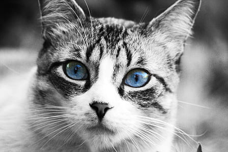 Russian Blue cat thumbnail
