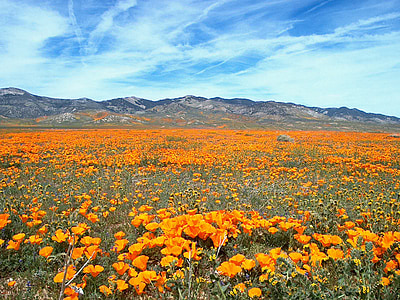 photography of orange flower field thumbnail