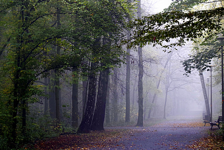 road between trees with fog at daytime thumbnail