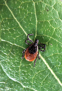 brown and black tick thumbnail