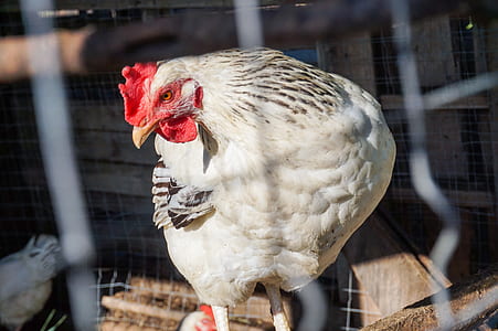 white chicken in gray chicken crate thumbnail