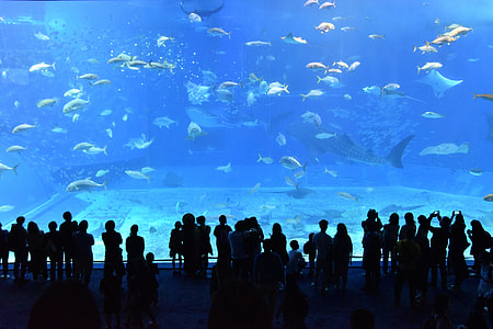 flock of fish in large fish tank thumbnail