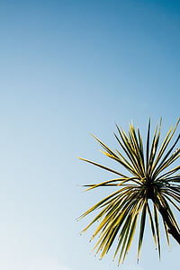 green palm tree thumbnail