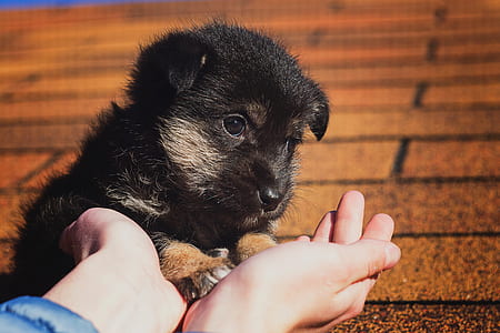 person holding short-coated puppy thumbnail