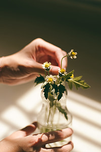person holding white chamomile flowers in glass vase thumbnail