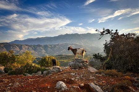 white and brown goat standing on gray rock watching mountain view during daytime thumbnail