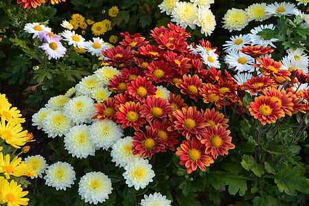cluster of assorted-color flowers thumbnail