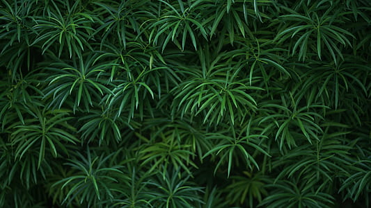 flat lay photography of green leafed plant thumbnail