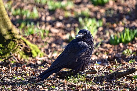 raven on ground thumbnail