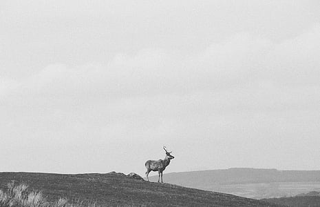grayscale photography of deer on hill thumbnail