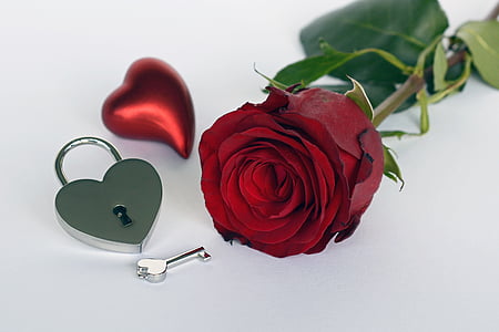 red rose thumbnail