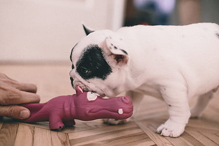 white and black Boston terrier puppy on focus photo thumbnail