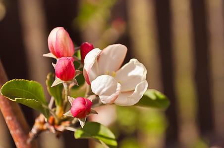 closeup photo of white and pink petaled flowers thumbnail