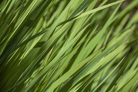 green plants thumbnail