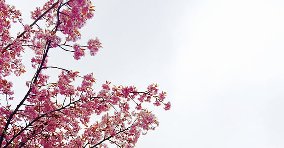 worm's-eye-view of pink flowers thumbnail