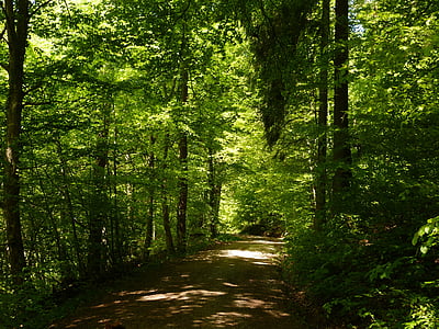 forest pathway photo during daytime thumbnail