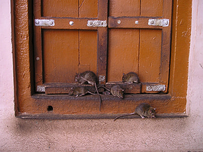 five brown rats on brown window grille thumbnail