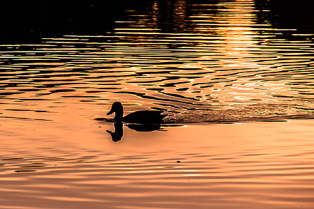 silhouette photography of duck swimming during sunset thumbnail