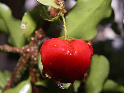 red fruit on focus photo thumbnail