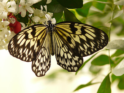 close-up photo of paper kite butterfly thumbnail