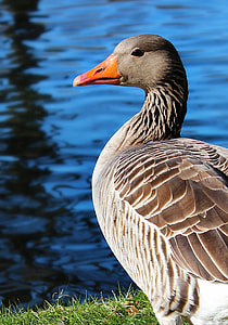 shallow focus of duck thumbnail