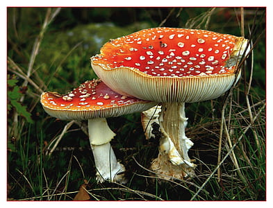 red-and-white mushrooms on ground thumbnail