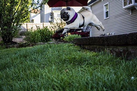 fawn pug jumping on green grass thumbnail