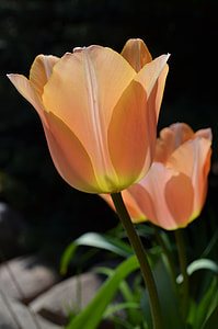 selective focus photo of pink rose thumbnail