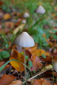selective focus photography of gray mushroom thumbnail