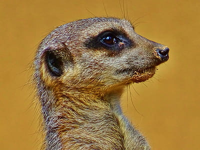 animal, fur, outdoors, eye thumbnail