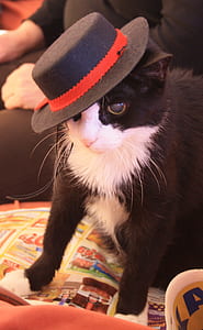 tuxedo cat wearing hat thumbnail