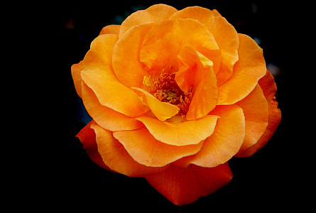 macro photography of orange rose thumbnail