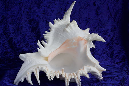 white and pink conch shell on blue sheet thumbnail