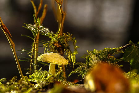 white mushroom on ground thumbnail