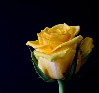 yellow rose thumbnail