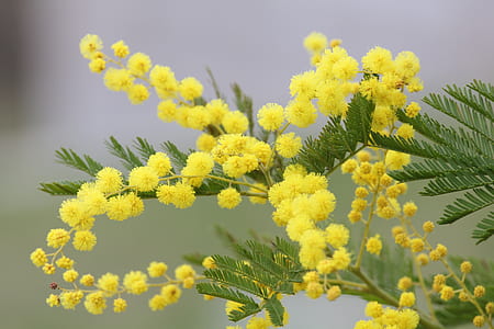 yellow flowers thumbnail