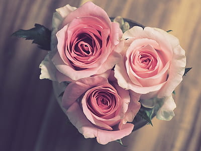 three pink petaled flowers thumbnail