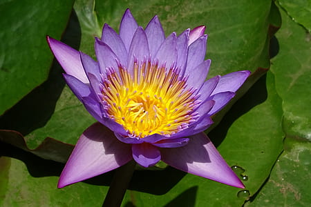 purple Water Lily on green leaf thumbnail